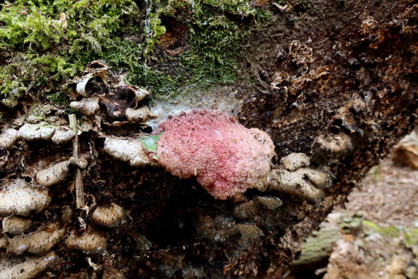 Photo by Claire Williams Tubifera ferruginosa by Claire Williams